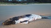 Whale calf euthanised after stranding on K'gari