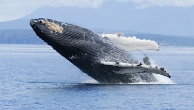 ‘Entangled for a while’: Concern grows about Vector the humpback whale off Vancouver Island - BC | Globalnews.ca