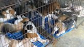 Breeder Fined $35 Million After Surrendering 4,000 Beagles