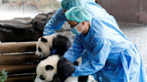 Panda caretakers badly needed in a zoo in China