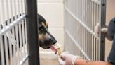 Here's how to know you're dealing with a reputable animal rescue group in Arizona