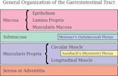 Enteric nervous system