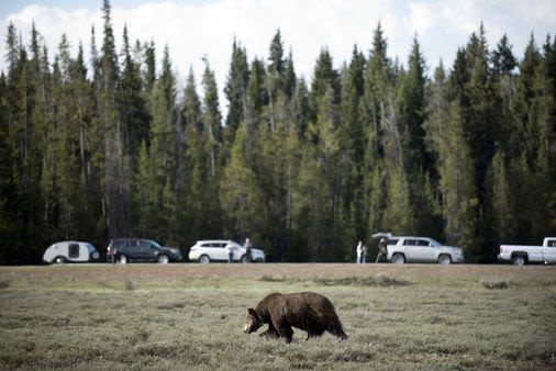 Mass. man expected to recover after grizzly bear attack in Grand Teton National Park in Wyoming, officials say - The Boston Globe