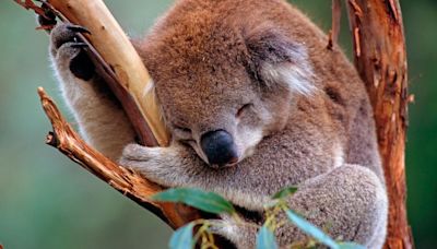 Los koalas pueden anticiparse a los días calurosos - Diario Hoy En la noticia