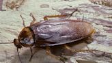 San Antonio Zoo Will, Once Again, Let You Name a Cockroach After Your Ex and Have It Fed to an Animal