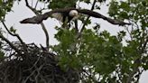 Bald eagle's nest at White Rock Lake displaced in storm, one eaglet missing