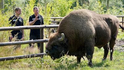 UK's only wild bison herd is found in tiny woodland village