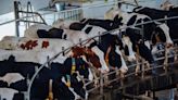 Extra cows post quota kept dairy farmers ahead of inflation, Teagasc claims