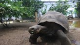 Tortoises can slow down ageing process, study suggests