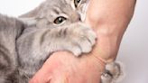 How to Stop a Cat From Scratching You, According to Celebrity Cat Behaviorist Jackson Galaxy