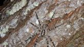 臺灣特有種蜘蛛新增海陸雙蛛 一隻住樹幹洞穴 一隻住潮間帶還會自製家門