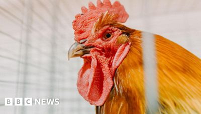 Emyvale: 15 roosters found dead after 'suspected cockfighting'