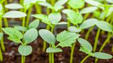 Moderna plants new solid tumor trials for cancer vaccine, weeds PD-1 work after review