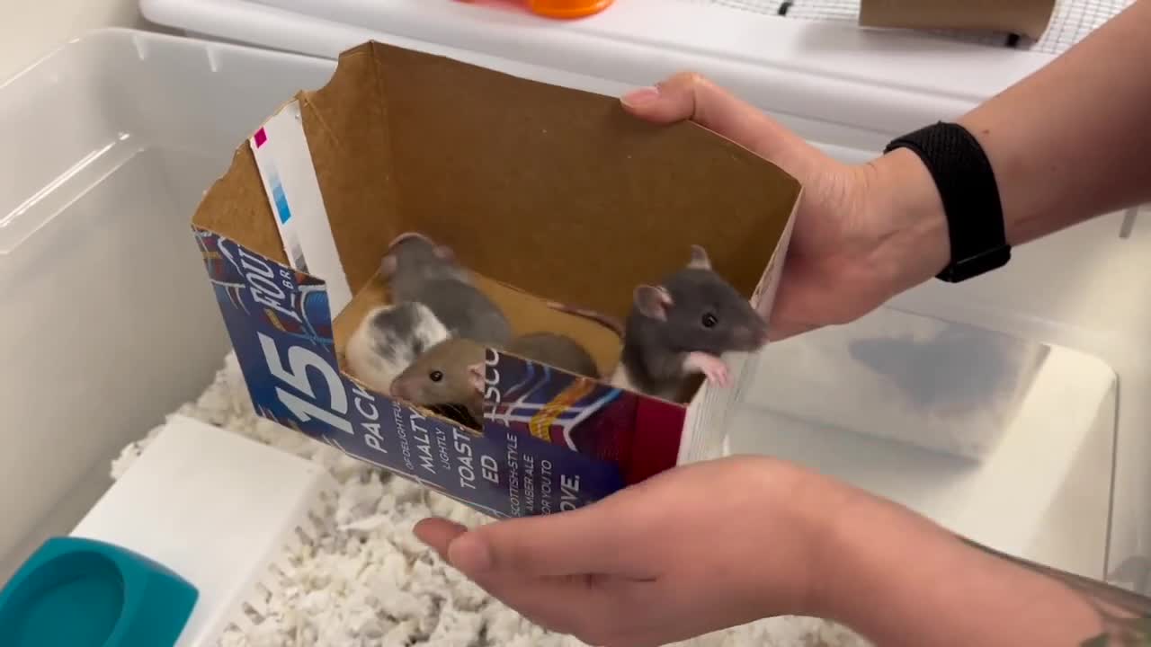 Rats pt. 2: Humane Society of Southern Arizona preps for special rodent weekend