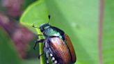 More destructive Japanese beetles found in Tri-Cities. Could it lead to a quarantine?