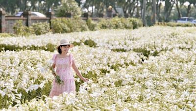 4000株鐵炮百合花海綻放！白千層純白大景花期順遊一次看