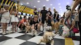 Políticos embarcam em protestos por melhorias no transporte aéreo de pets