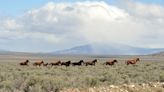 Equilibrium/Sustainability — Wild horses could help temper Western wildfires