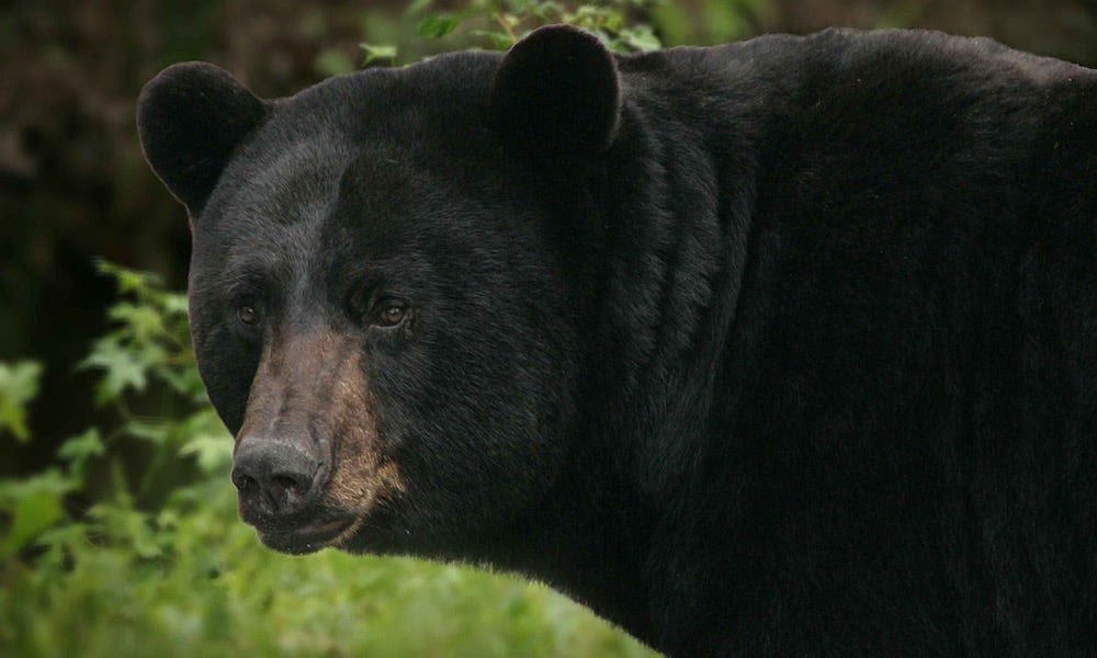 3-year-old girl sleeping in tent attacked by a black bear