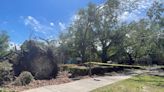 Hundreds of downed trees are among TCC’s ‘significant’ damages from recent tornado