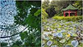 【2022全台植物園景點】台北植物園、福山植物園、科博館熱帶雨林、溪頭、嘉義樹木園、新化國家植物園...走訪城市森林秘境！