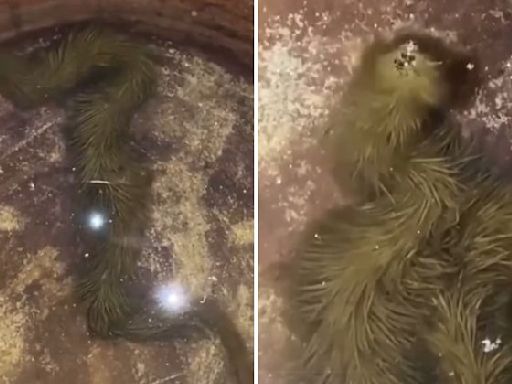 Unusually hairy snake like creature goes viral, Internet asks snake or dragon?