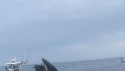 Whale breaches onto boat off New Hampshire, tossing fishermen into the water: ‘Completely unreal’