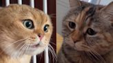 日本爆紅的「猫ミーム」貓迷因魔性對話影片！連知名Coser伊織萌都被洗腦