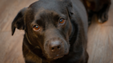 Vet Tech Going the Extra Mile for Crying Pup Has People in Tears