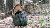 State turkey biologist explains why some turkeys may not be gobbling this spring