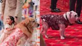 Anant Ambani-Radhika Merchant wedding: Family pets in designer outfits too add glitz to show