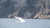 Los espectaculares saltos de las ballenas en la costa de Dénia y Xàbia (imágenes)