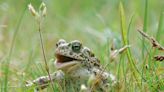Hundreds of endangered natterjack toads released into wild in dunes at Inch, Co Kerry