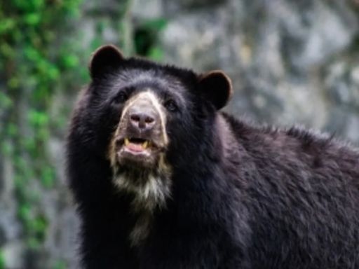 Oso que pasó de carroñero a cazador estaría atacando a las mejores reses del Quindío: “Es selectivo”