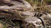 Body of Indonesian woman found inside 23-ft python