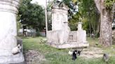 Abandono de animais: mais de 50 gatos vivem no Parque Cemitério Soledade em Belém