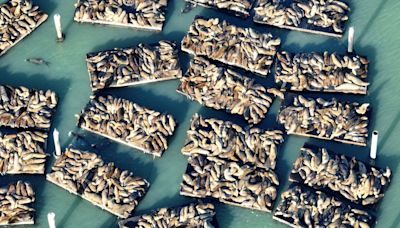 Photos: Sea lions swarm the docks at San Francisco’s Pier 39