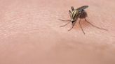 Will it be a bad summer for mosquitoes in Illinois? Here's what to know to stay safe