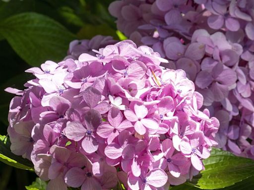 Alan Titchmarsh shares 2 easy tips to make hydrangeas ‘really shine’ all summer