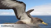 La pardela cenicienta, seleccionada como bioindicador para vigilar los plásticos en el Atlántico norte