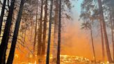 U.S. Launching Fast-Track Forest Thinning Officials Say Will Protect Sequoias From Fire