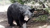 Wildlife West Nature Park announces passing of Koshari the black bear