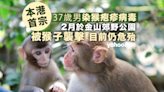 本港錄首宗人類感染猴疱疹病毒 37 歲患者情況危殆 曾被猴子襲擊︱Yahoo