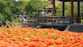 宛如紅色版繡球花景！圓澎紅仙丹花海大綻放雙溪公園免費賞