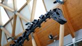 ‘Giant dinosaur carcasses might have been important food for Jurassic predators’