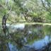 Madrona Marsh