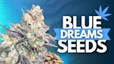 Blue Dream Seeds: Genetics, Cultivation and Where to Buy