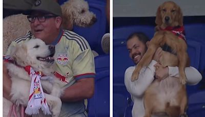 Video: la MLS permitió perros en un estadio