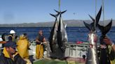 Capturan 5 atunes de 200 kilos en estado de descomposición en el mar balear