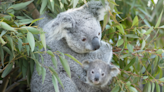 Sweet Video of Mother Koala Snuggling Her Baby Is Making Everybody’s Day